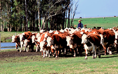 
                        Actualizan el registro nacional de consignatarios de ganados                    