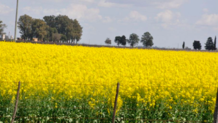 Imagen 
                        El cultivo de colza orilló las 350 mil ha y fue récord el rinde de trigo                    