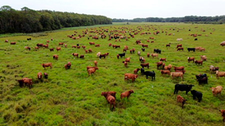 
                        Stock de vacas de razas carniceras en EEUU alcanzó su nivel más bajo en 61 años                     