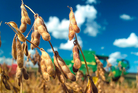 
                        La soja cayó 4% en la semana y está en su menor nivel desde noviembre                     