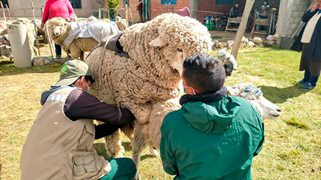 
                        Recomendaciones técnicas del SUL para la producción ovina en abril                    