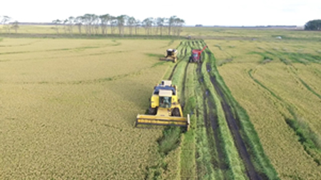 
                        Taller de análisis de la zafra de arroz 2022/23 con resultados prometedores                    
