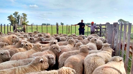 Imagen 
                        Hay 380 productores menos de ovinos, según Dicose                    