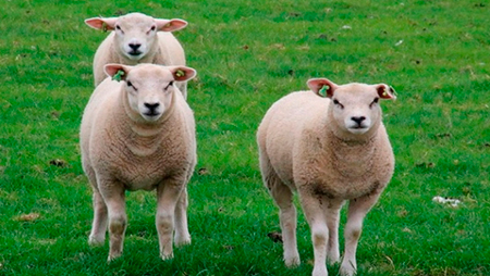 
                        Criadores de Texel y Grupo Larrarte firmaron acuerdo que premia la producción de corderos                     