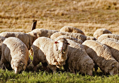 
                        Los ovejeros aceleran el cambio en los sistemas productivos                    
