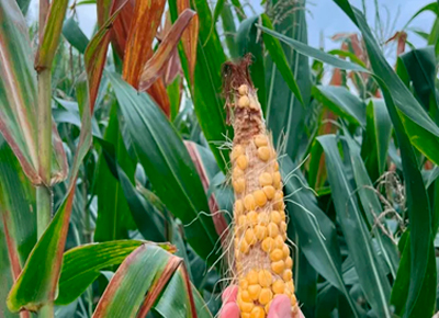 
                        Chicharrita provoca pérdidas de hasta 60% en maíces del norte                     