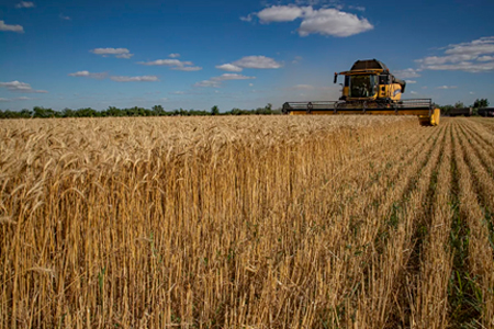 
                        El trigo y el maíz los más beneficiados con las subas en Chicago                     