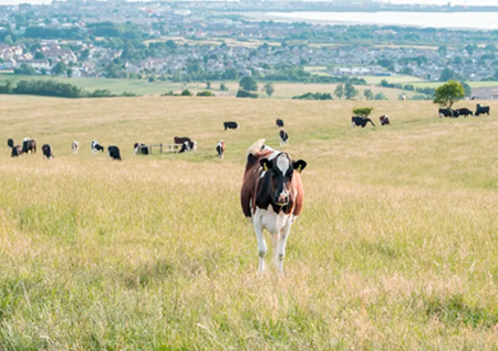 
                        Detectan caso de vaca loca clásico en Escocia                     