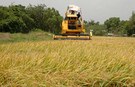 
                        Precio del arroz en Brasil subió 10% en dólares durante el último mes                    