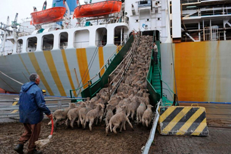 
                        Australia dejará de exportar ovinos en pie desde 2028                    